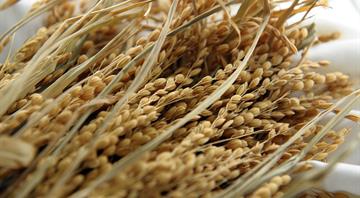 From surplus to strain: world rice supply threatened by Iran war, El Nino