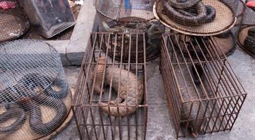 Tech, crypto firms to help tackle illegal wildlife trade Tech, crypto firms to help tackle illegal wildlife trade