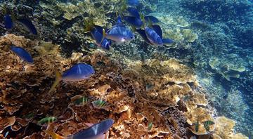 Australia welcomes draft UNESCO decision to keep Great Barrier Reef off danger list Australia welcomes draft UNESCO decision to keep Great Barrier Reef off danger list