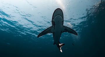 Great white sharks face extinction in Mediterranean, say researchers