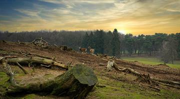 UK government plans new rules to tackle illegal deforestation UK government plans new rules to tackle illegal deforestation