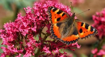 Large tortoiseshell butterfly confirmed no longer extinct in UK