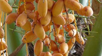 Rising salinity and heat push Basra to grow date palms in the lab