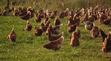 Average person eats six times more chicken than in 1961, UN report finds Average person eats six times more chicken than in 1961, UN report finds