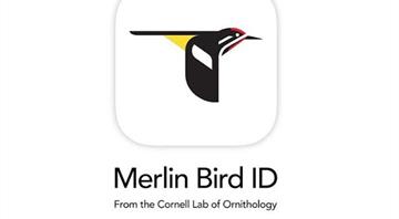 Birdsong data from Merlin ID app to help global biodiversity project Birdsong data from Merlin ID app to help global biodiversity project