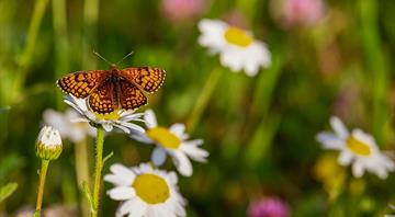 From early birds to emerging butterflies: UK shows signs of earliest spring on record