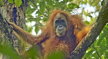 Indonesia floods were ‘extinction level’ disturbance for world’s rarest ape