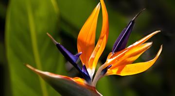 Tropical plants flowering months earlier or later because of climate crisis – study