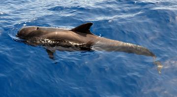 Forever chemicals in whales have plummeted. Here’s why it might not be good news