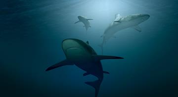 Sharks aren’t ‘turning on us’. So what’s behind the recent spate of attacks?