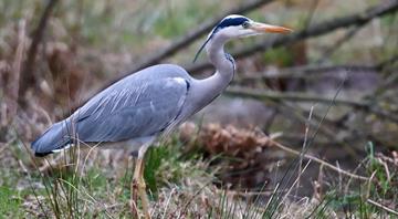 Tropical heron spotted in UK for first time as more exotic birds arrive to thrill birdwatchers Tropical heron spotted in UK for first time as more exotic birds arrive to thrill birdwatchers