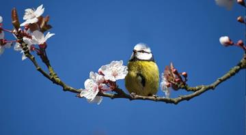 UK’s warmest spring on record led to rise in songbirds breeding, data shows