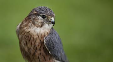 UK’s smallest bird of prey among 200 species at risk of extinction, study finds