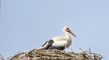 Health risk fears for storks in Europe over ‘junk food’ from landfill Health risk fears for storks in Europe over ‘junk food’ from landfill