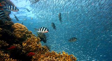 Chronic ocean heating fuels ‘staggering’ loss of marine life, study finds