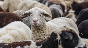 Global boom in livestock farming since 2006 is piling pressure on nature, report finds Global boom in livestock farming since 2006 is piling pressure on nature, report finds
