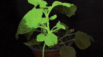 Glow-in-the-dark plants warn of crop pests Glow-in-the-dark plants warn of crop pests