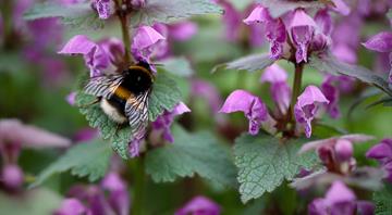 How an annual ‘wedding flight’ of 1,000 virgin queens is ensuring the revival of Europe’s dark bee