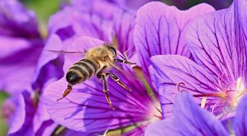 What is being done to protect nature in Northern Ireland?
