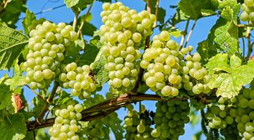 Can a ‘sustainable’ fungicide save France’s vineyards from climate-driven disease?