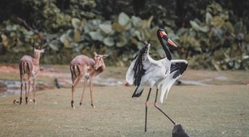 Study warns biodiversity loss could trigger wave of debt crises Study warns biodiversity loss could trigger wave of debt crises