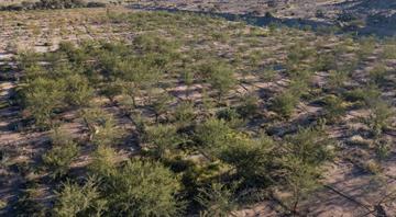Saudi Arabia Restores First Million Hectares of Degraded Land under Saudi Green Initiative